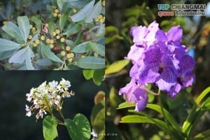 สวนพฤกษศาสตร์ - แม่ริม (51)