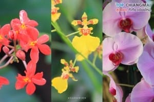 สวนพฤกษศาสตร์ - แม่ริม (52)