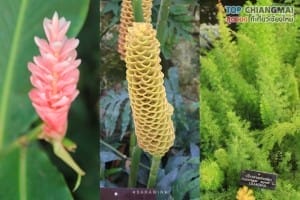 สวนพฤกษศาสตร์ - แม่ริม (53)