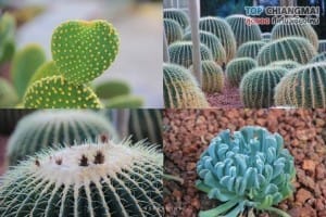 สวนพฤกษศาสตร์ - แม่ริม (55)