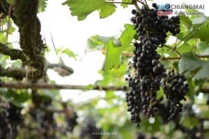 สวนอีเดน - แม่ริม (10)