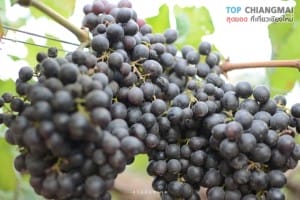 สวนอีเดน - แม่ริม (11)