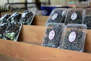 สวนอีเดน - แม่ริม (16)
