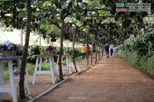 สวนอีเดน - แม่ริม (9)
