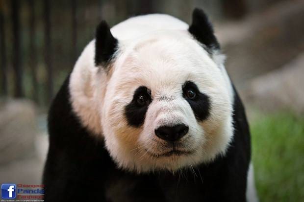 หมีหลินฮุ่ย (2)