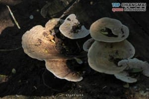 โคตรกานหลวงตีนตก - แม่ออน (17)