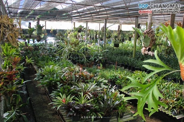 โคตรกานหลวงตีนตก - แม่ออน (33)