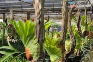 โคตรกานหลวงตีนตก - แม่ออน (34)