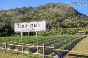 ไร่นภ ภูผา - สะเมิง (1)