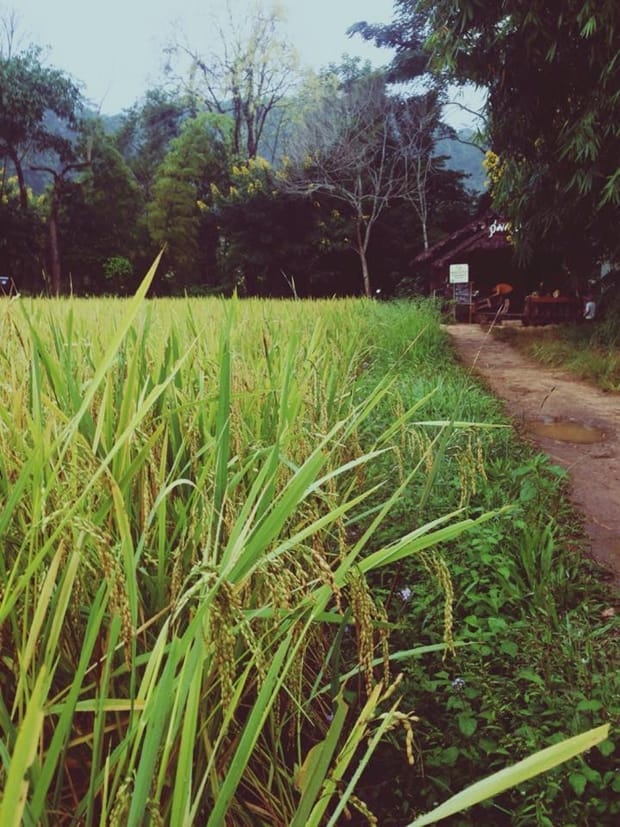 อุ่มเอิบ coffee บ้านแม่กลางหลวง (13)