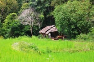 อุ่มเอิบ coffee บ้านแม่กลางหลวง (18)