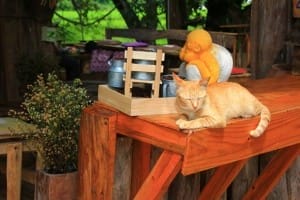 อุ่มเอิบ coffee บ้านแม่กลางหลวง (19)