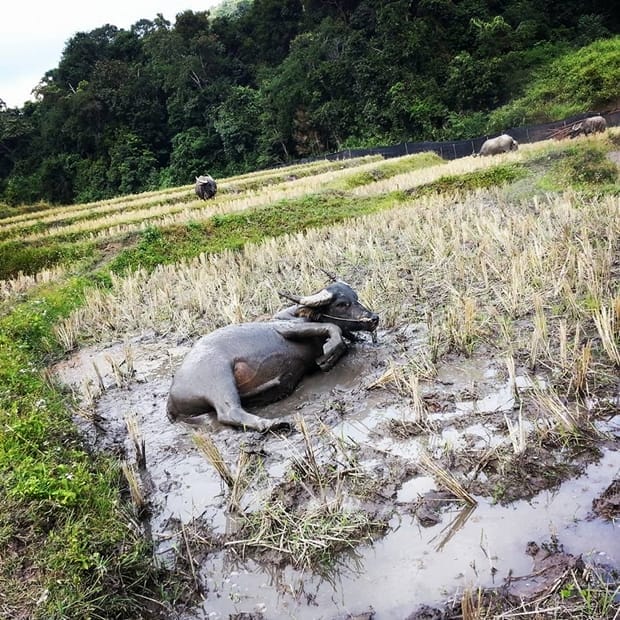 อุ่มเอิบ coffee บ้านแม่กลางหลวง (31)