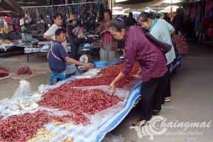 กาดงัว (34)