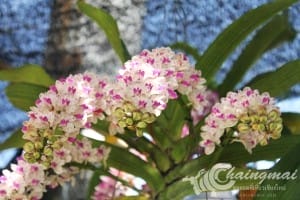 งานไม้ดอก2559 (54)