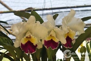 งานไม้ดอก2559 (57)