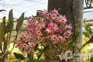 งานไม้ดอก2559 (58)