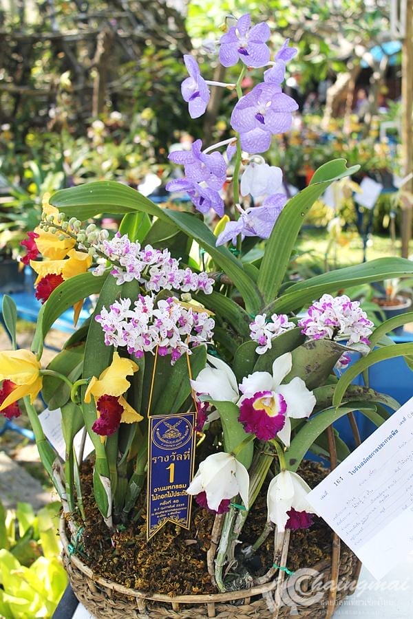 งานไม้ดอก2559 (61)