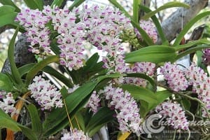 งานไม้ดอก2559 (64)