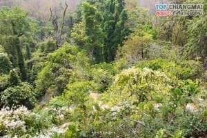 น้ำตกบัวตอง - น้ำพุเจ็ดสี (38)