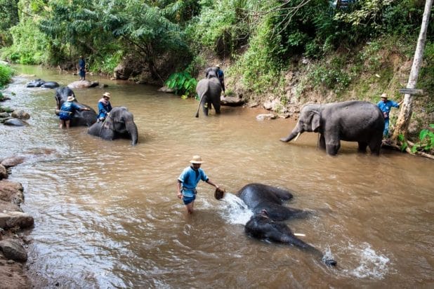 ปางช้างแม่ตะมาน
