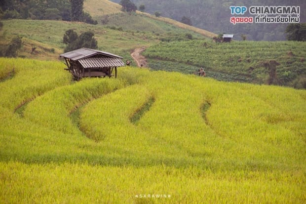 ป่าปงเปียง (10)