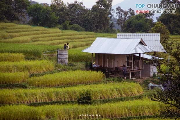 ป่าปงเปียง (11)