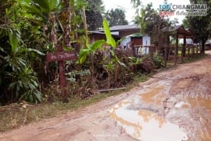 ป่าปงเปียง (12)