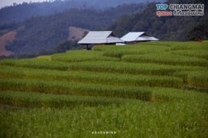 ป่าปงเปียง (22)