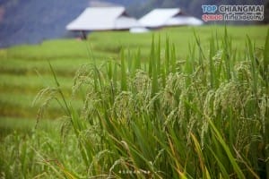 ป่าปงเปียง (23)