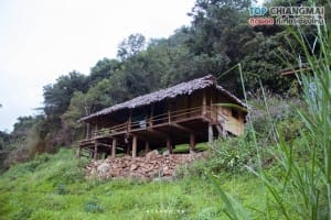 ป่าปงเปียง (26)