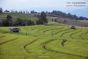 ป่าปงเปียง (27)
