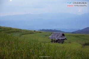 ป่าปงเปียง (28)