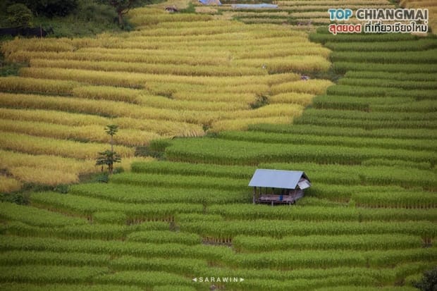 ป่าปงเปียง (4)
