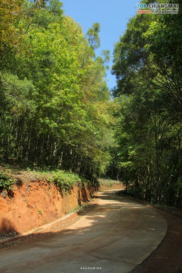 ไร่ชา 2000 (1)