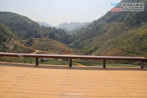 ไร่ชา 2000 (11)