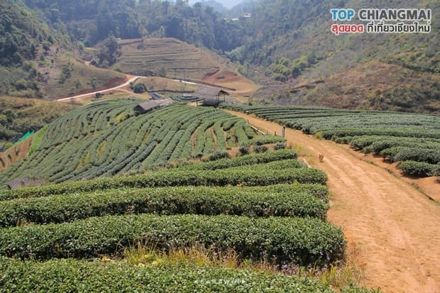 ไร่ชา 2000 (12)