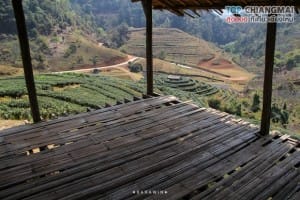 ไร่ชา 2000 (13)