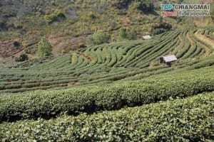 ไร่ชา 2000 (18)