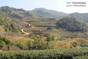 ไร่ชา 2000 (21)