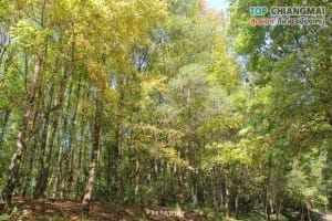 ไร่ชา 2000 (3)