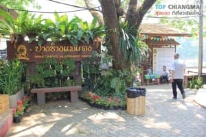 ปางช้างแม่แตง (12)