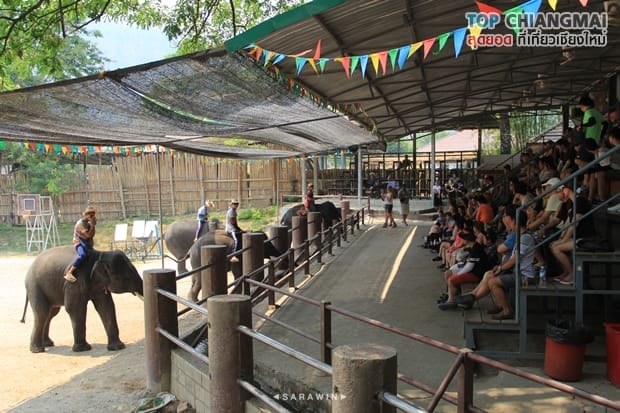 ปางช้างแม่แตง (14)