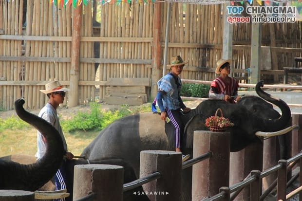 ปางช้างแม่แตง (15)