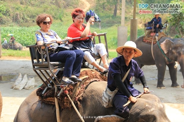ปางช้างแม่แตง (16)