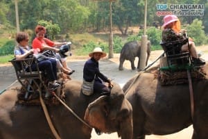 ปางช้างแม่แตง (19)