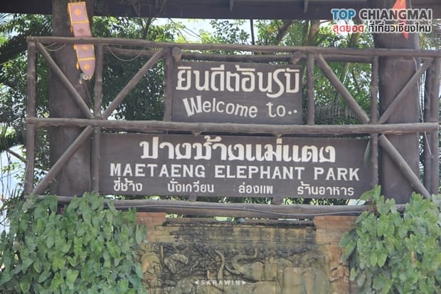 ปางช้างแม่แตง (2)