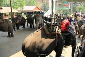ปางช้างแม่แตง (20)