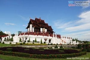 ราชพฤก11