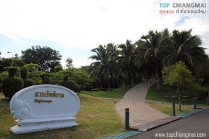 ราชพฤก19